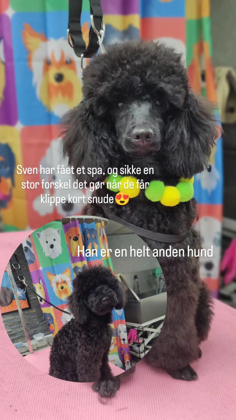 Puddel (3)
