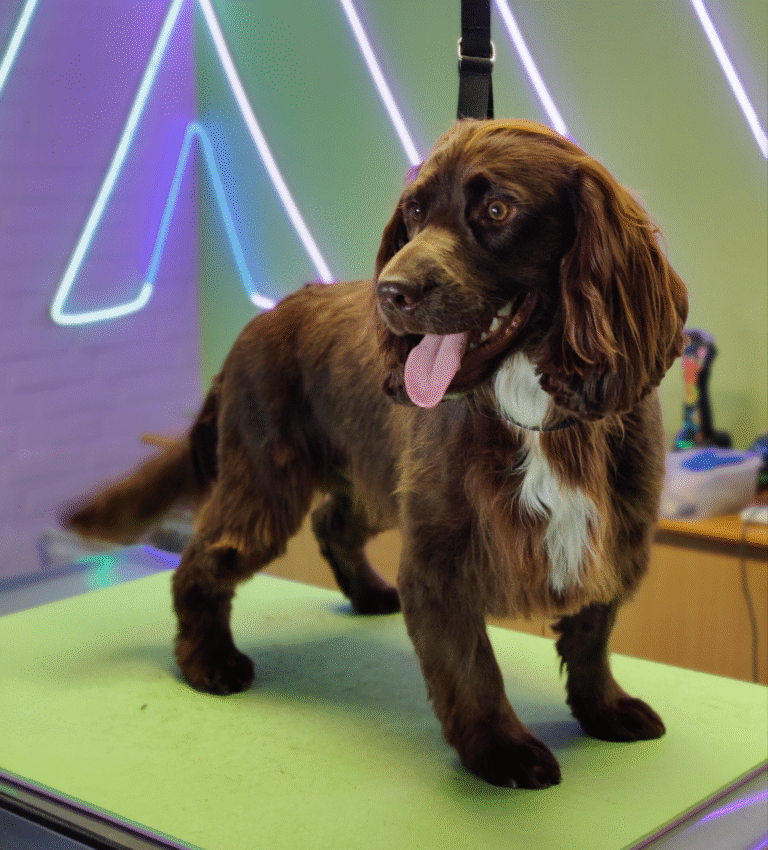 Spaniels (1)
