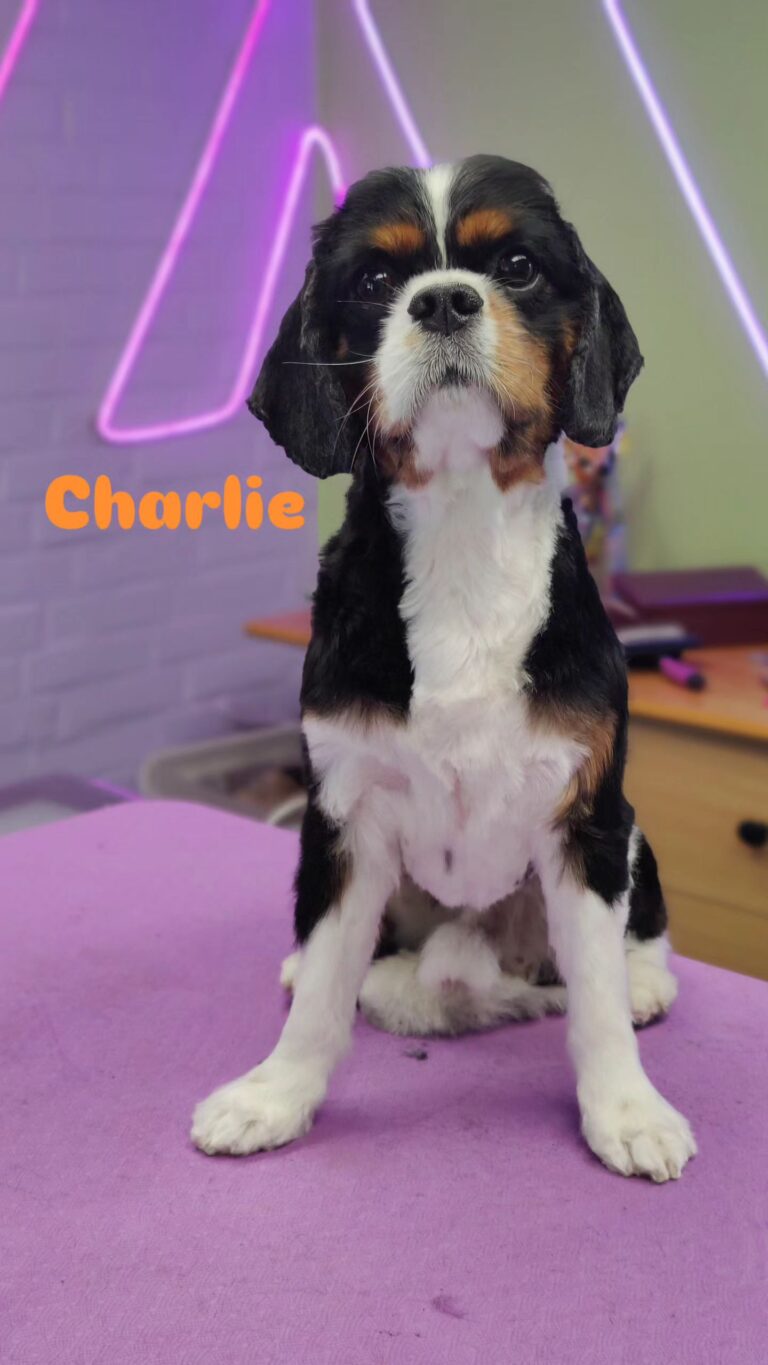 Spaniels (2)