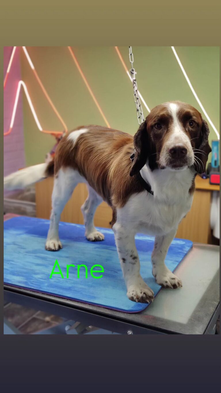 Spaniels (5)