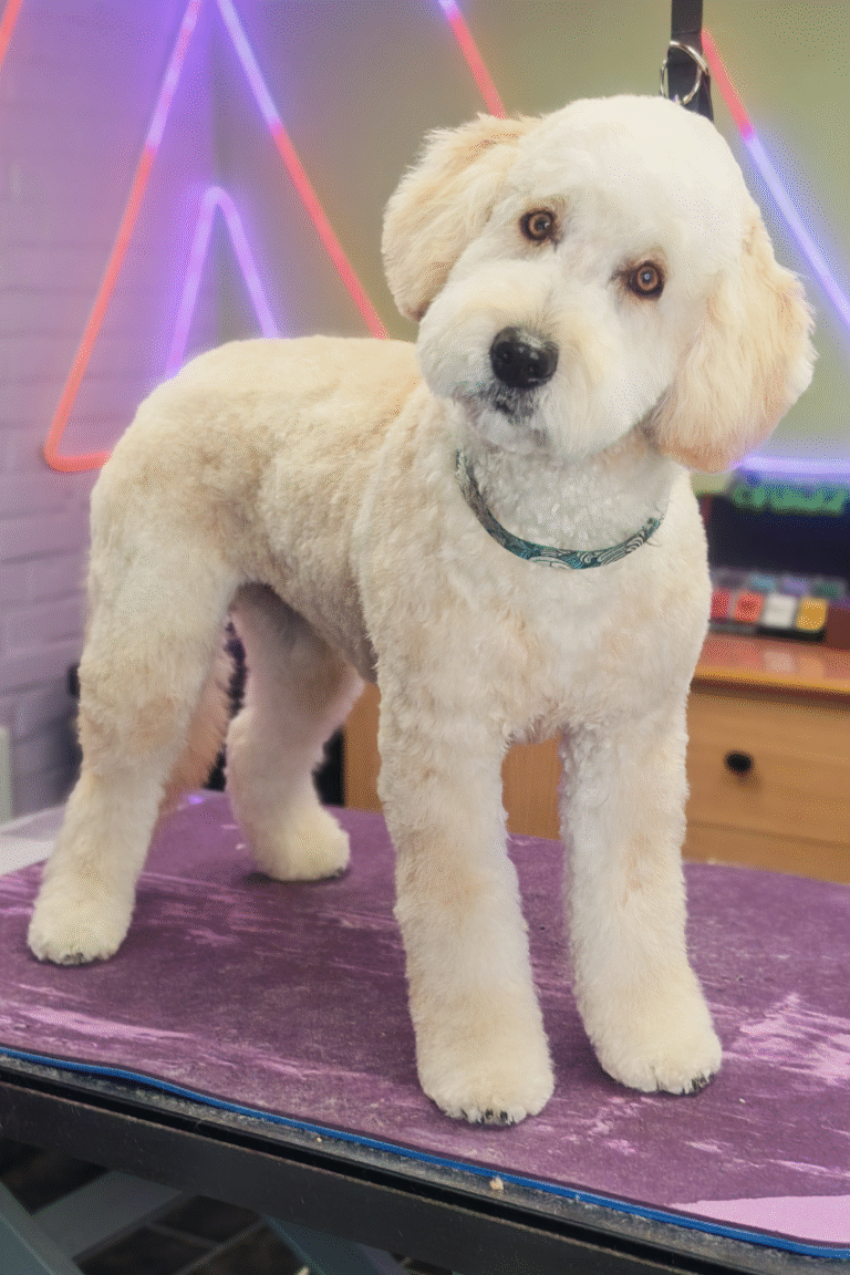 fuld-klip-pilgren-hundesalon (1)