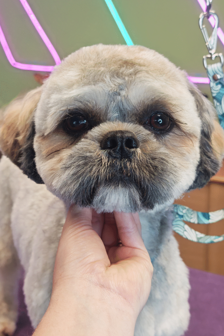 fuld-klip-pilgren-hundesalon (10)