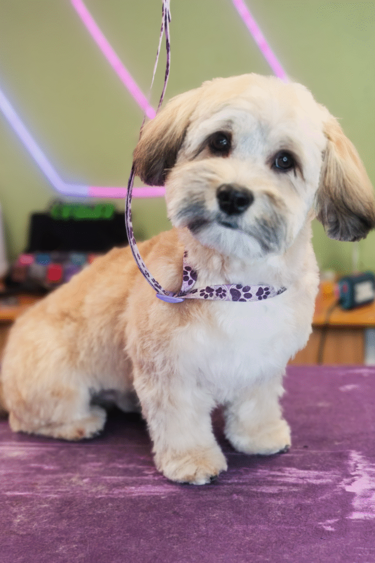 fuld-klip-pilgren-hundesalon (11)