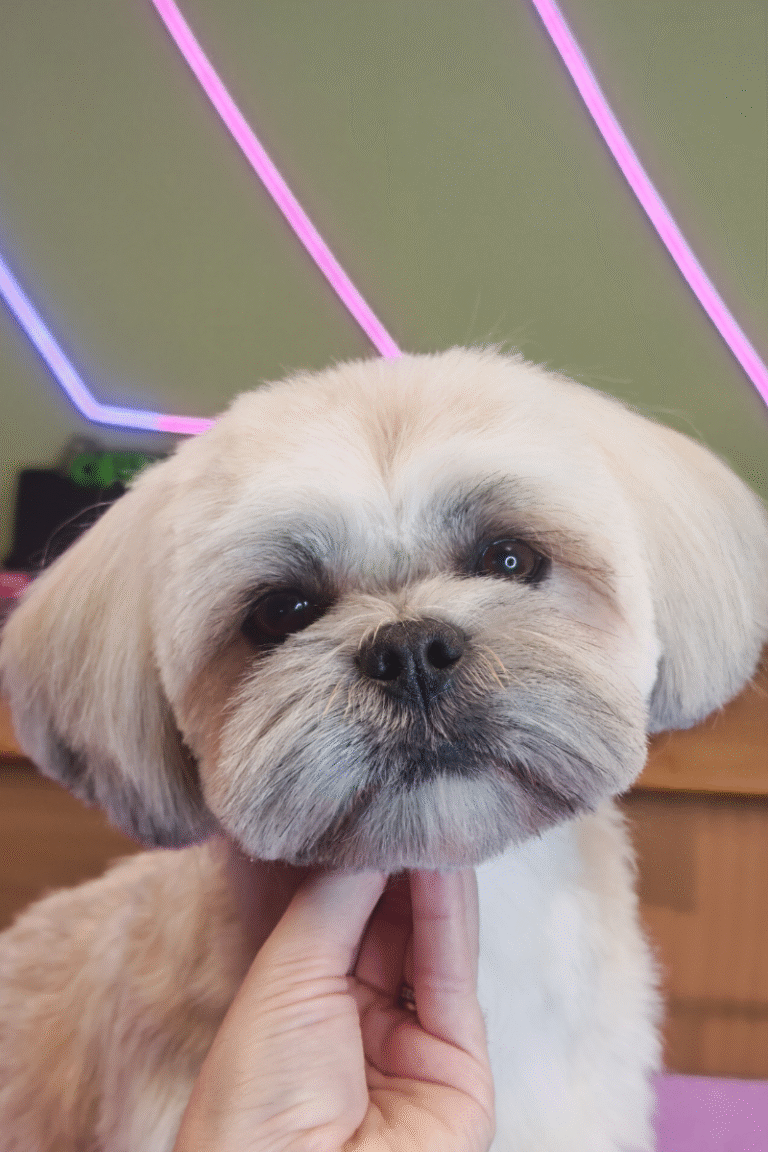 fuld-klip-pilgren-hundesalon (12)