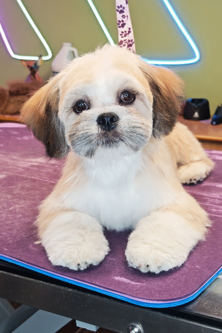 fuld-klip-pilgren-hundesalon (13)