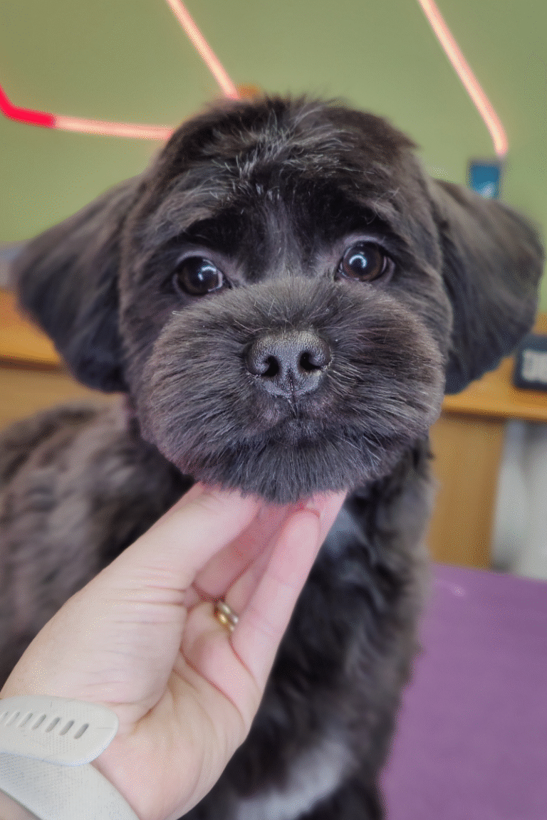 fuld-klip-pilgren-hundesalon (14)