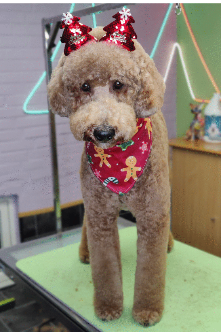 fuld-klip-pilgren-hundesalon (15)