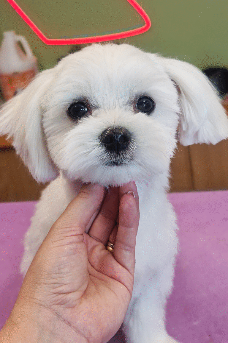 fuld-klip-pilgren-hundesalon (2)