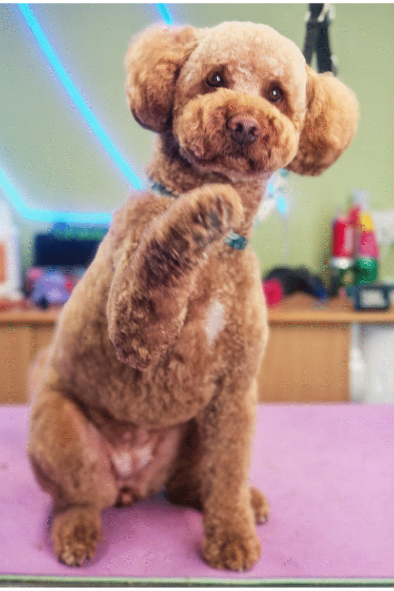 fuld-klip-pilgren-hundesalon (4)