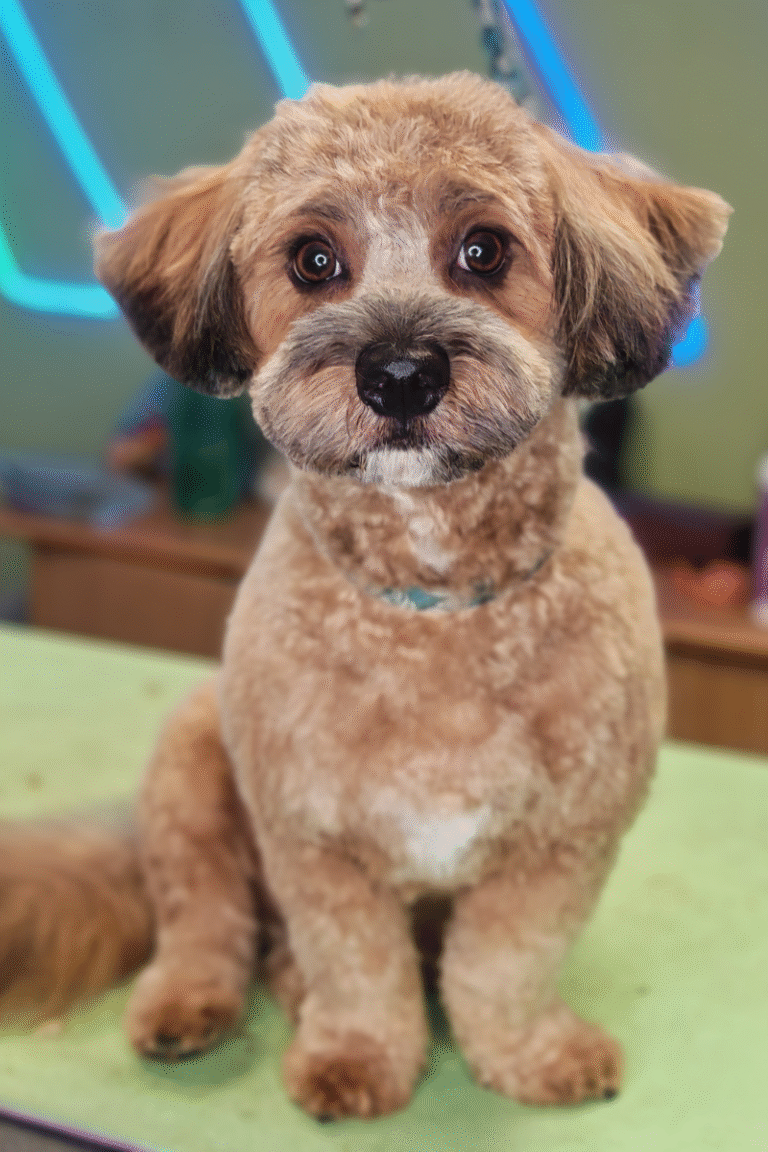 fuld-klip-pilgren-hundesalon (5)