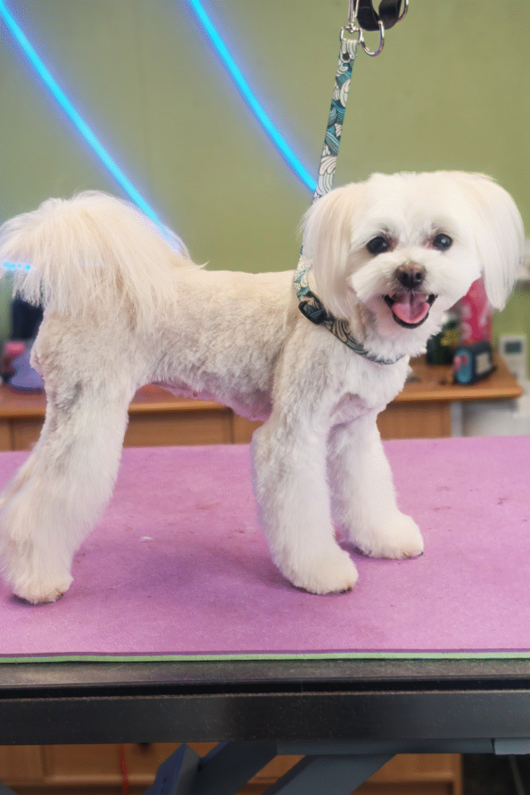 fuld-klip-pilgren-hundesalon (6)