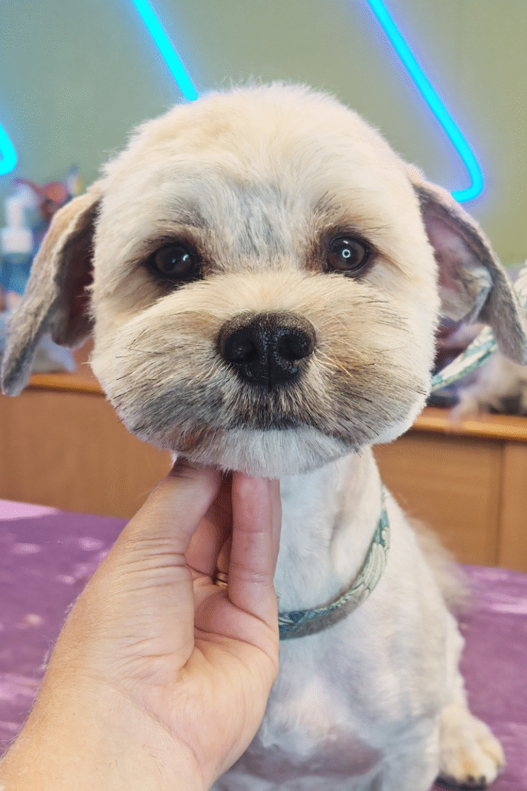 fuld-klip-pilgren-hundesalon (7)