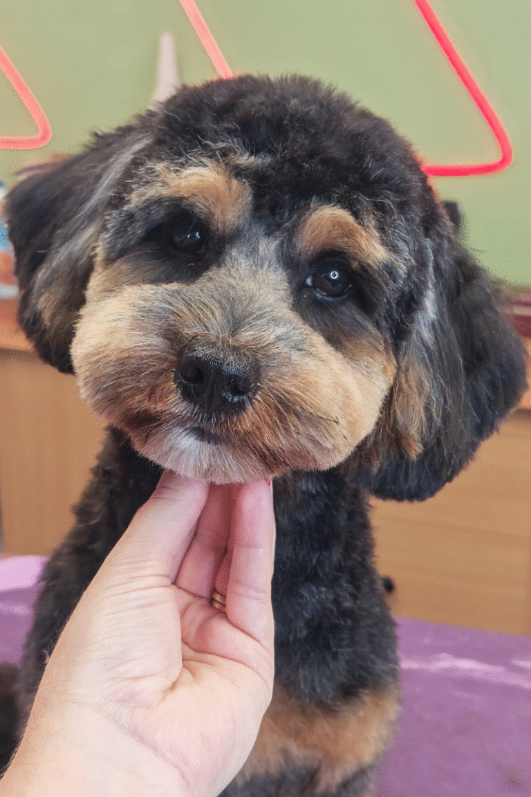 fuld-klip-pilgren-hundesalon (9)