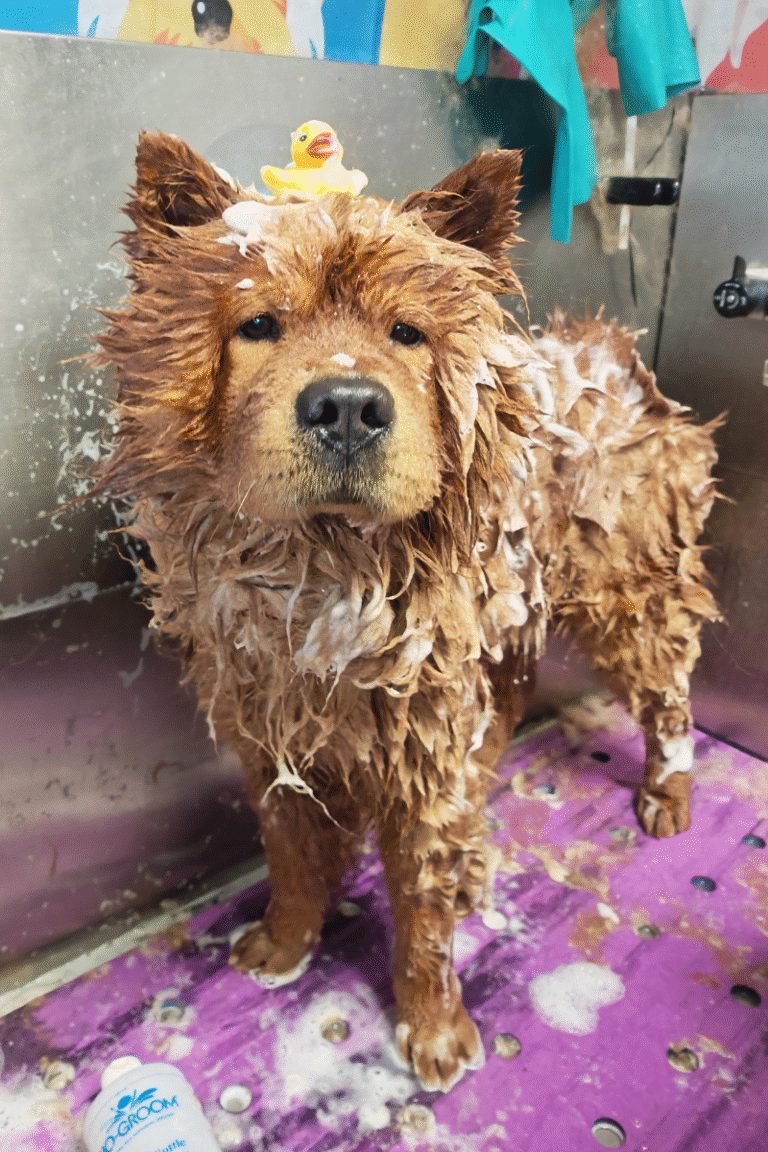 hundesalon-DOBBELTPELS-FJERNELSE-AF UNDERULD (1)