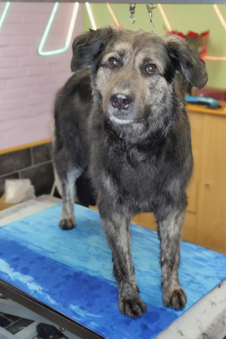 hundesalon-DOBBELTPELS-FJERNELSE-AF UNDERULD (12)