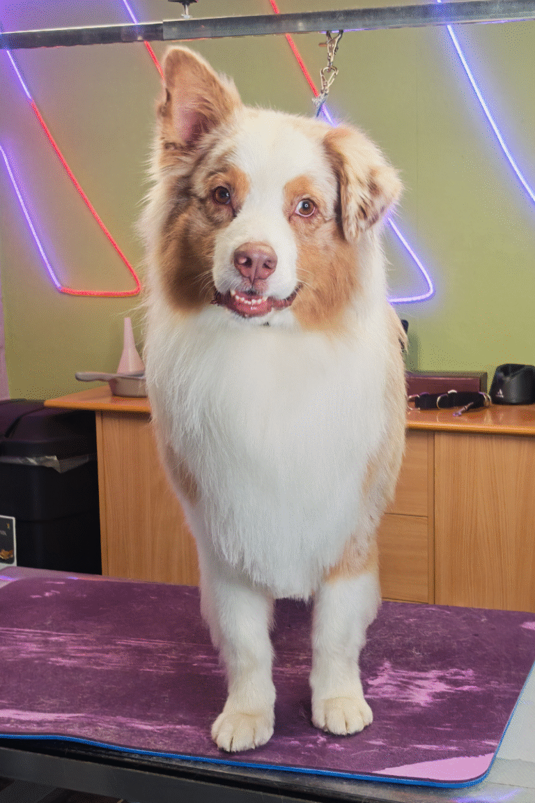 hundesalon-DOBBELTPELS-FJERNELSE-AF UNDERULD (14)