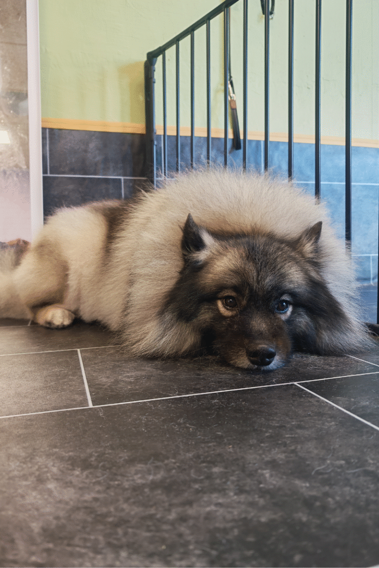 hundesalon-DOBBELTPELS-FJERNELSE-AF UNDERULD (19)