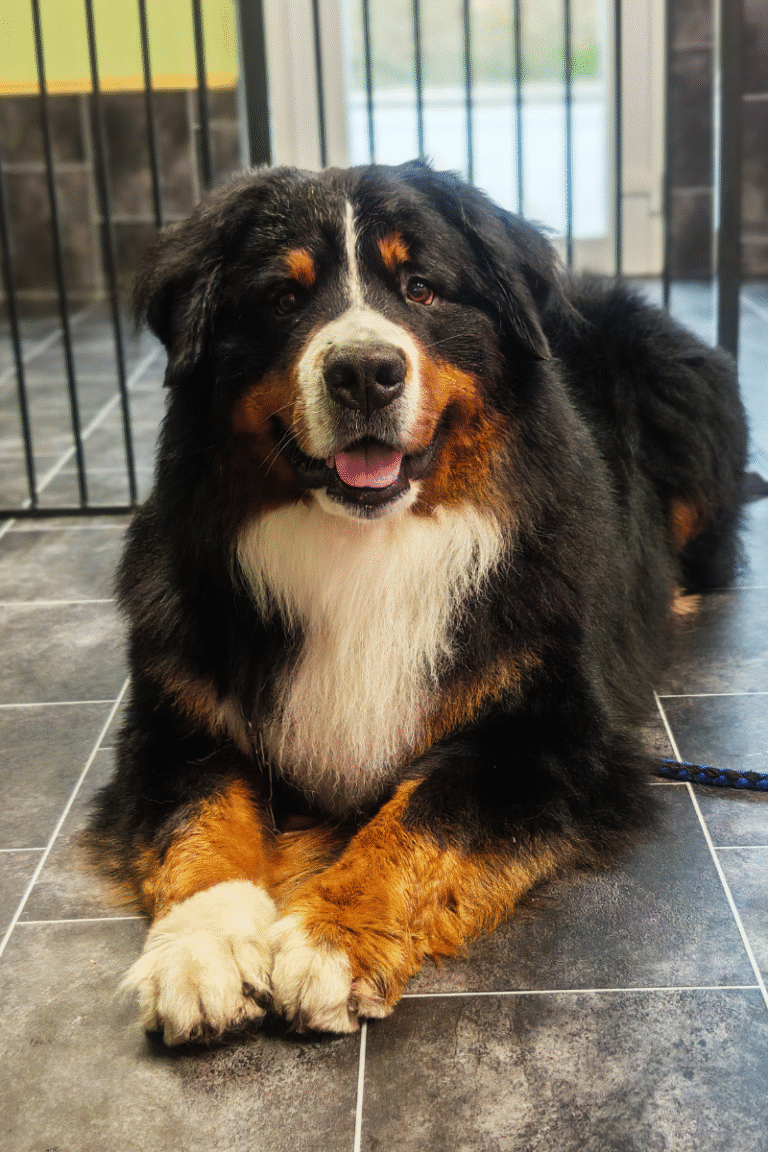 hundesalon-DOBBELTPELS-FJERNELSE-AF UNDERULD (2)