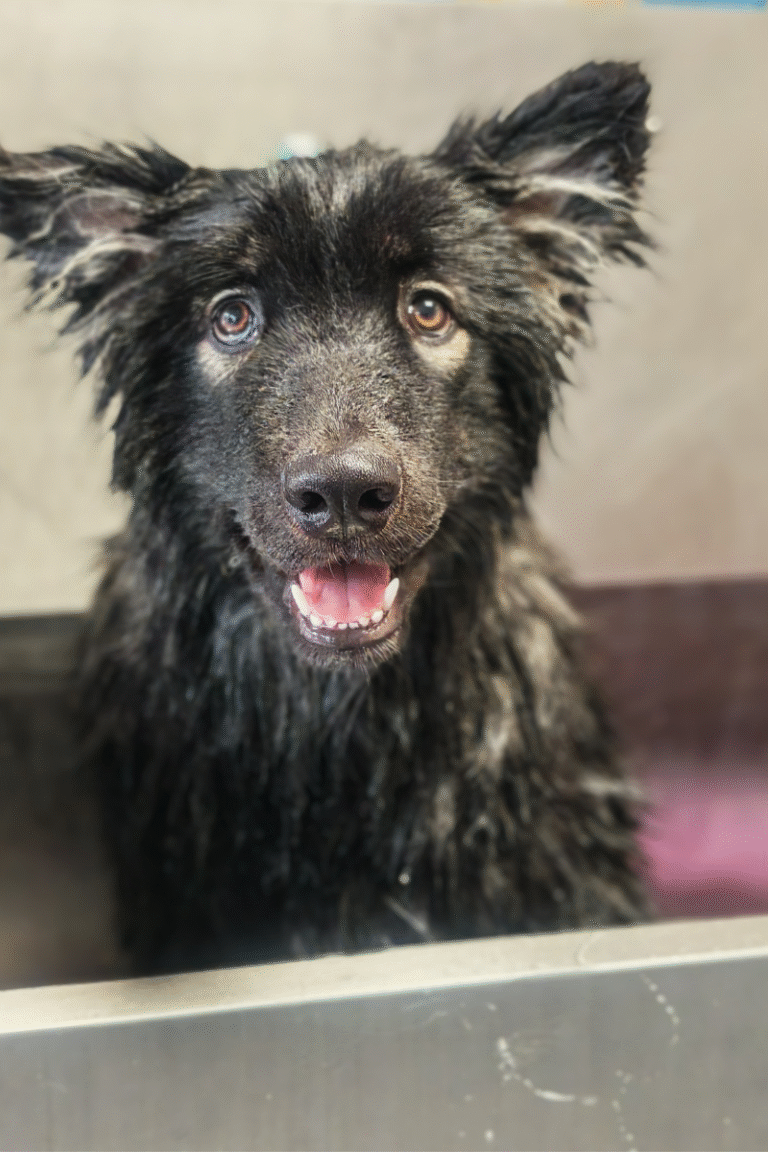 hundesalon-DOBBELTPELS-FJERNELSE-AF UNDERULD (4)