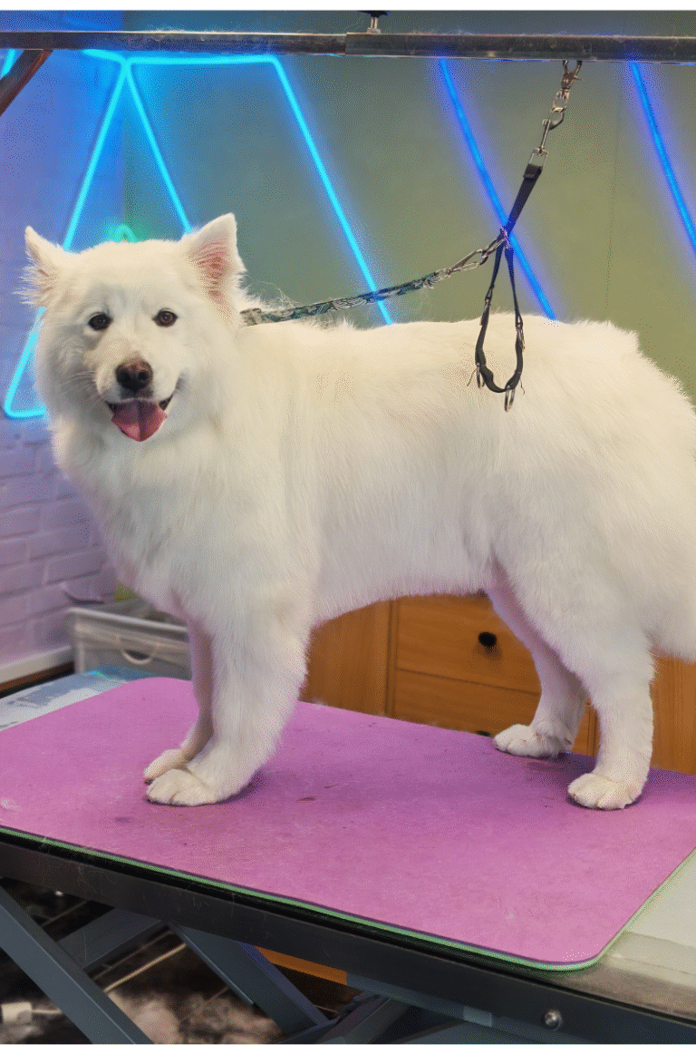 hundesalon-DOBBELTPELS-FJERNELSE-AF UNDERULD (7)