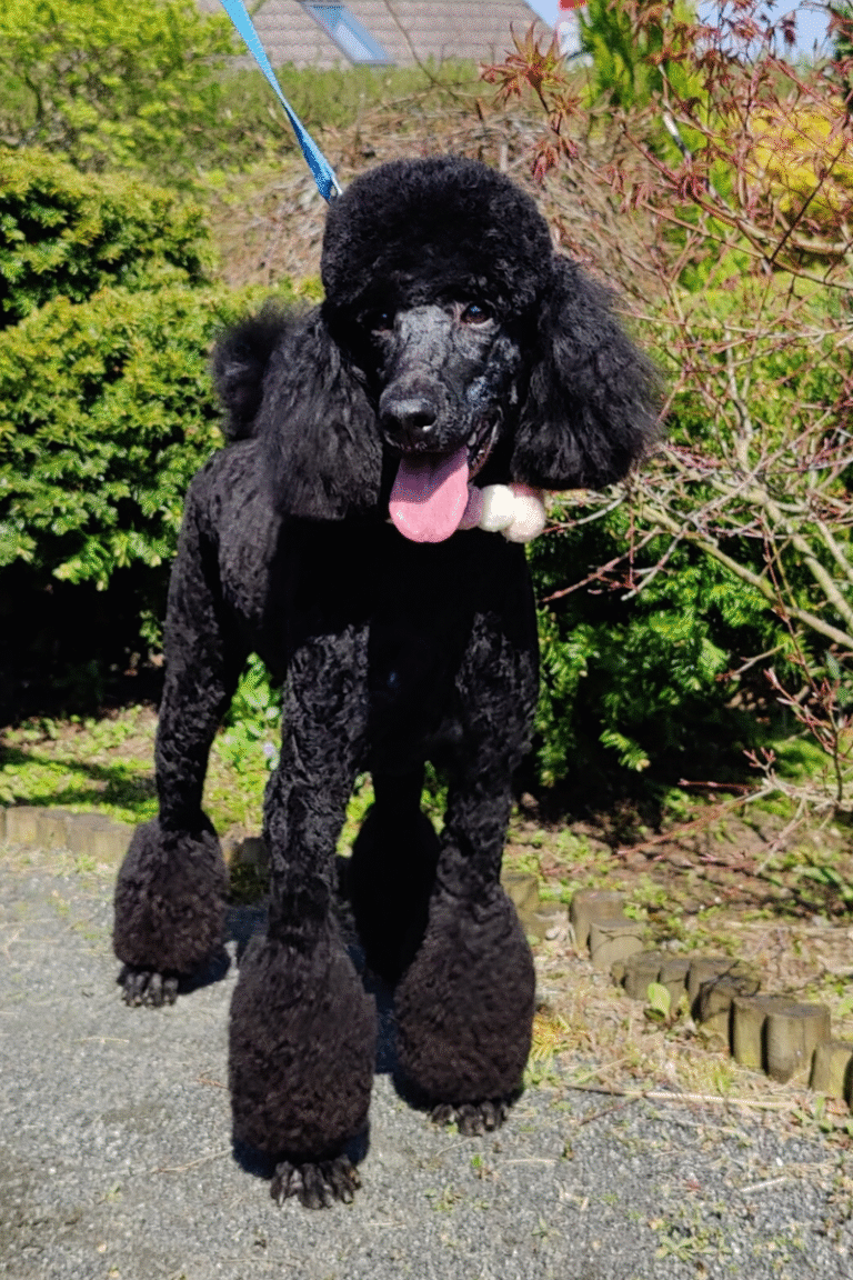 hundesalon-poodle-klip (2)