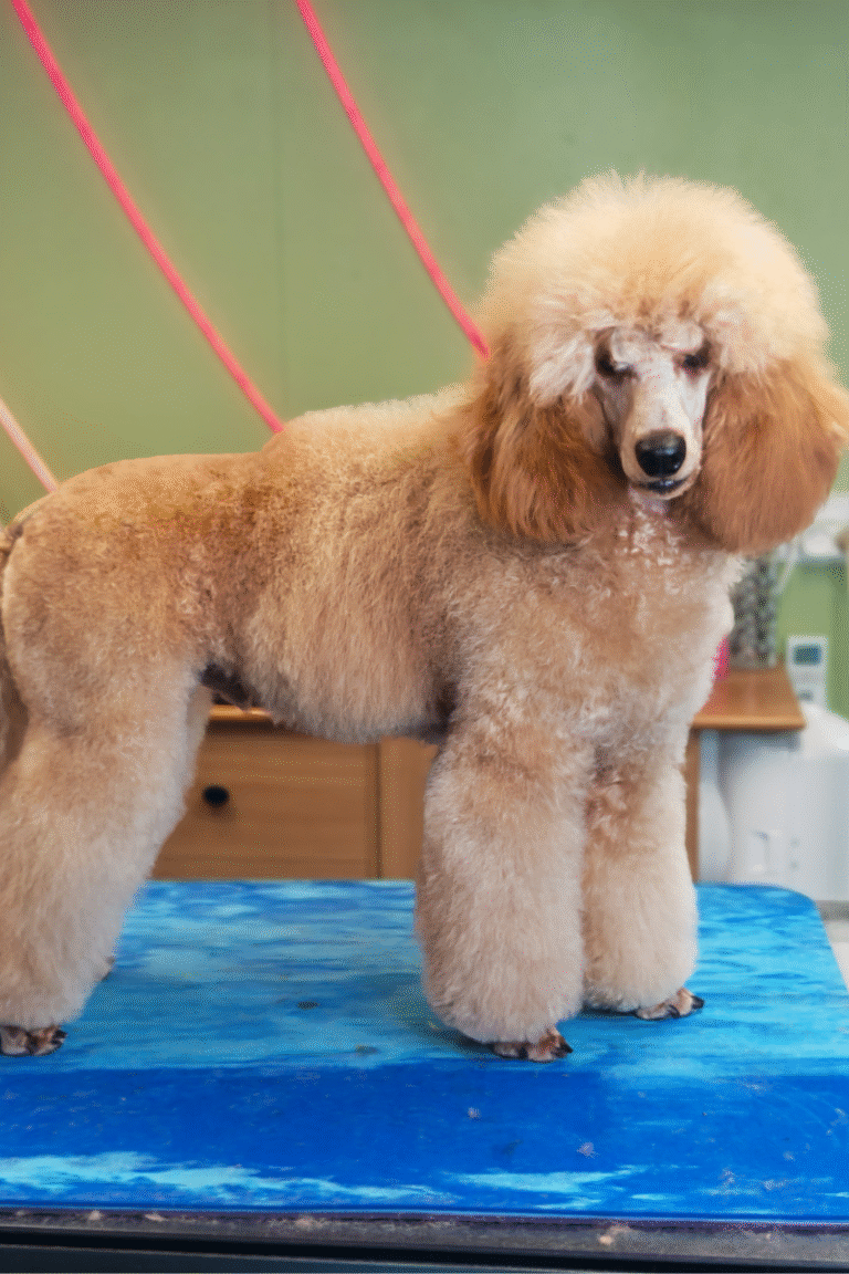 hundesalon-poodle-klip (3)