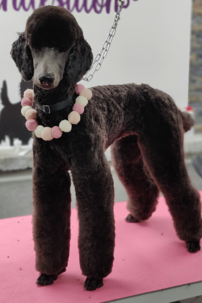hundesalon-poodle-klip (6)