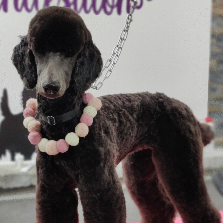 hundesalon-poodle-klip (6)