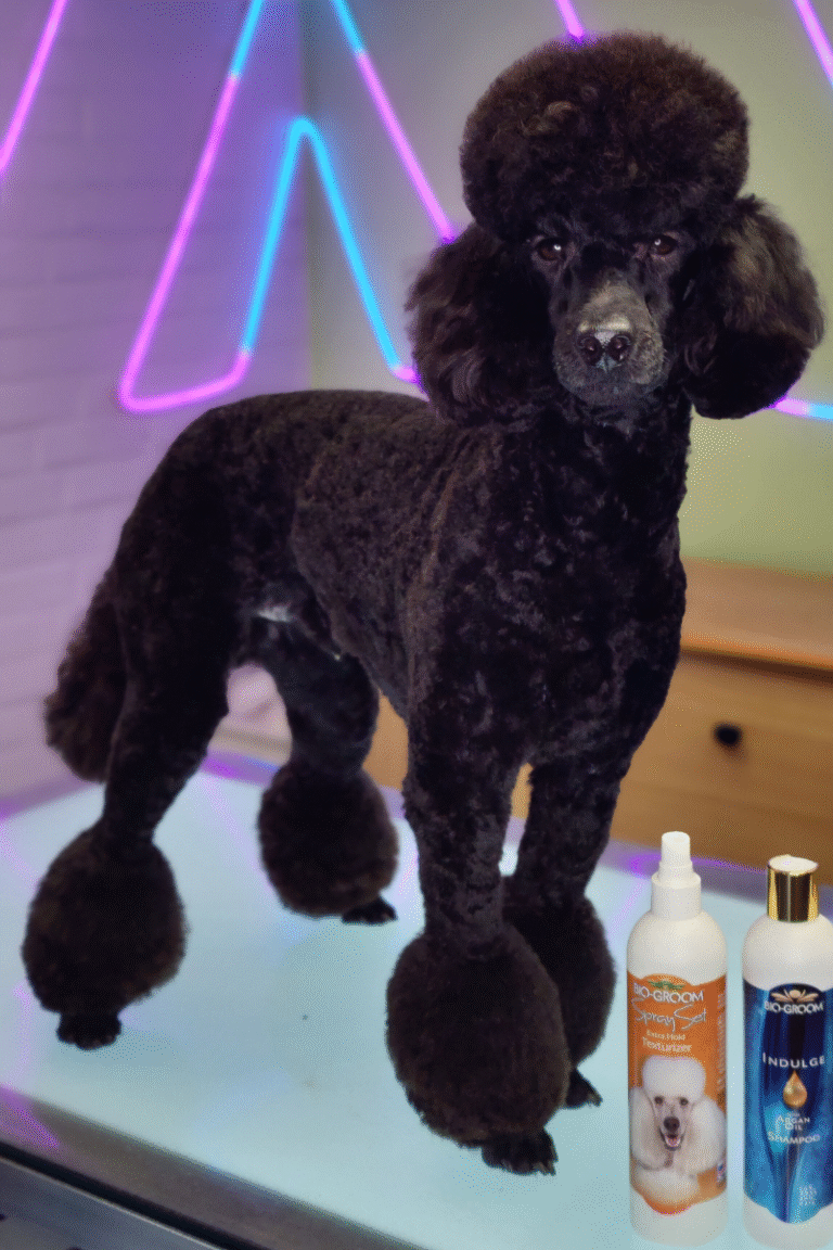 hundesalon-poodle-klip (7)