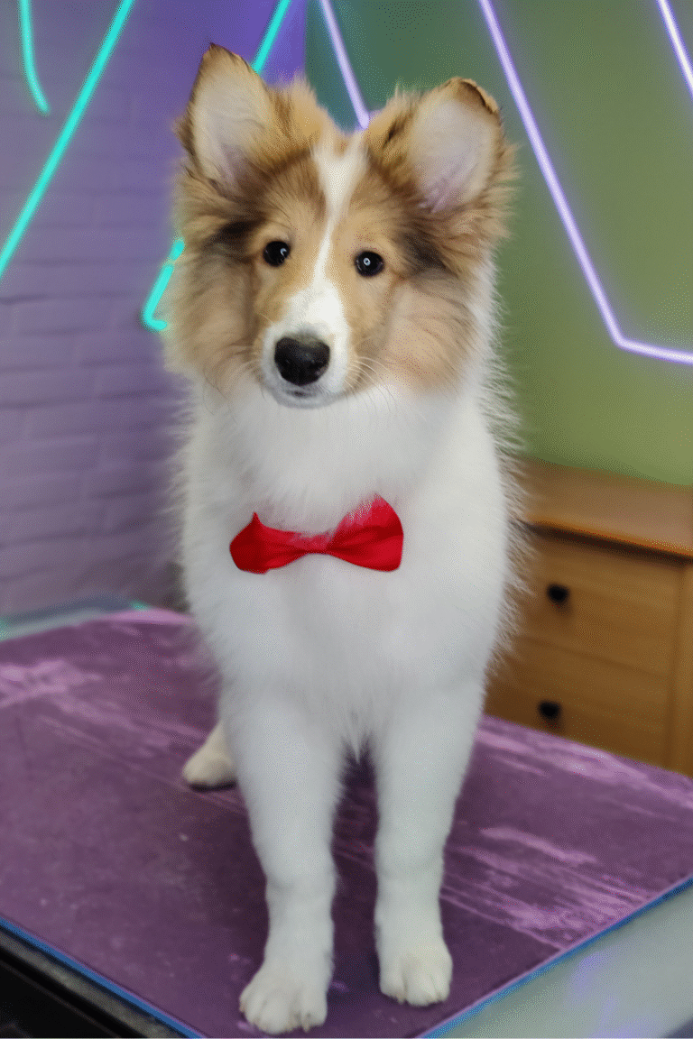 pilgren-hundesalon-hundefrisor-bad (10)