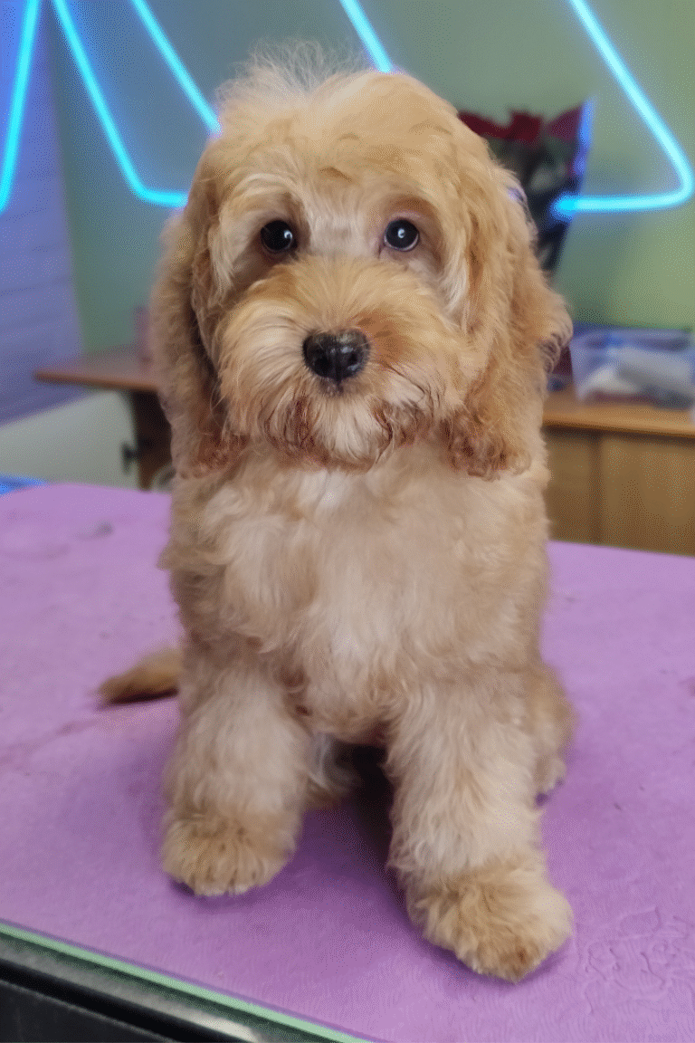 pilgren-hundesalon-hundefrisor-bad (11)