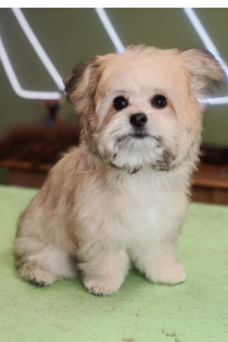 pilgren-hundesalon-hundefrisor-bad (2)