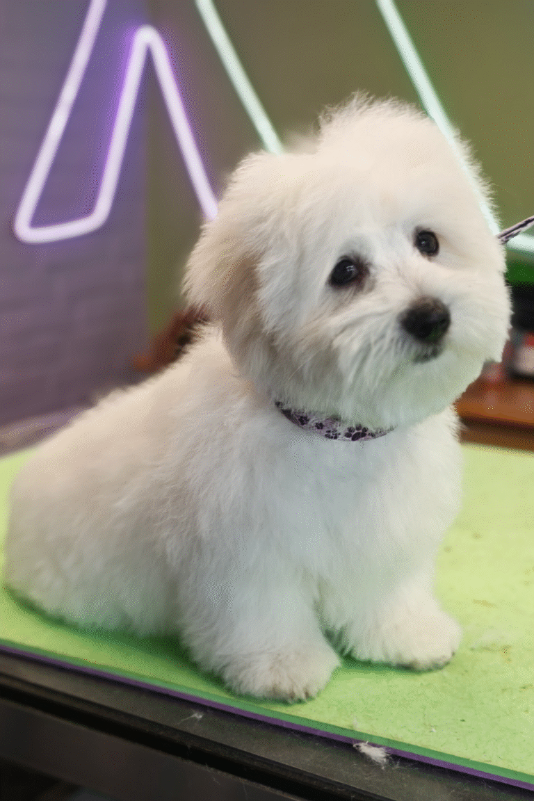 pilgren-hundesalon-hundefrisor-bad (4)