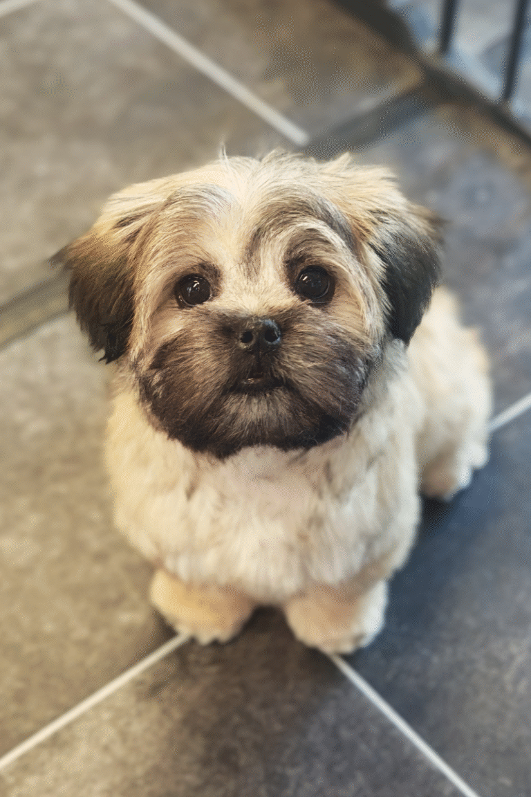 pilgren-hundesalon-hundefrisor-bad (5)