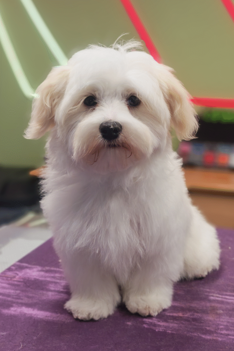 pilgren-hundesalon-hundefrisor-bad (6)