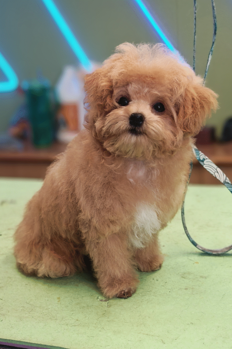 pilgren-hundesalon-hundefrisor-bad (7)