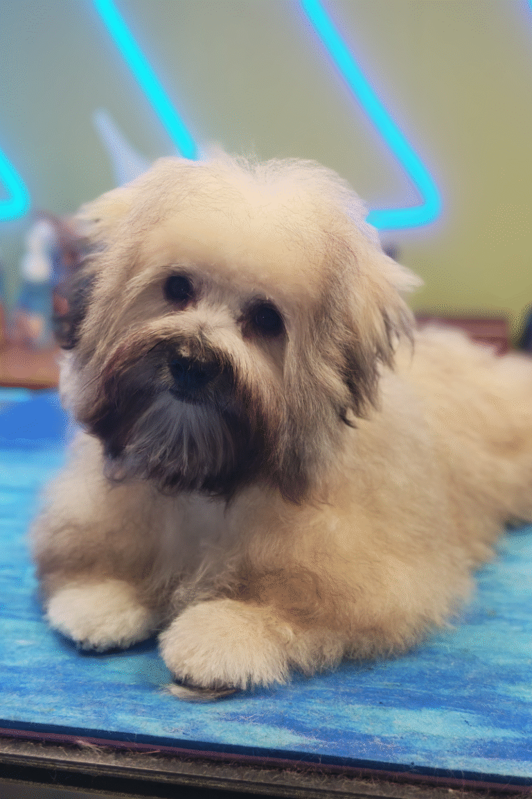 pilgren-hundesalon-hundefrisor-bad (9)