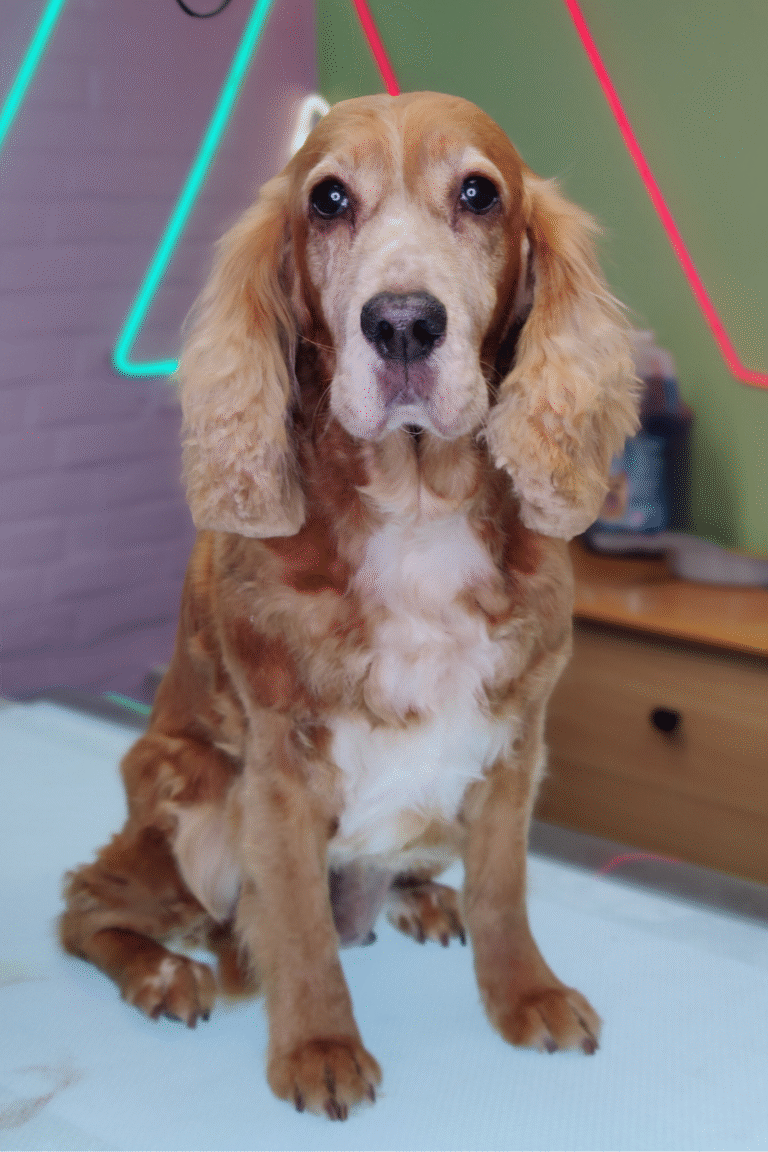 pilgren-hundesalon-spaniels (1)