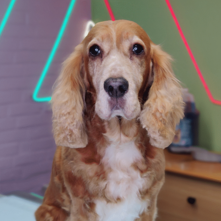 pilgren-hundesalon-spaniels (1)