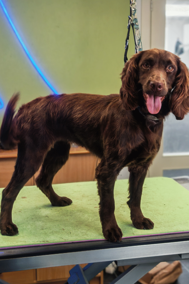 pilgren-hundesalon-spaniels (3)