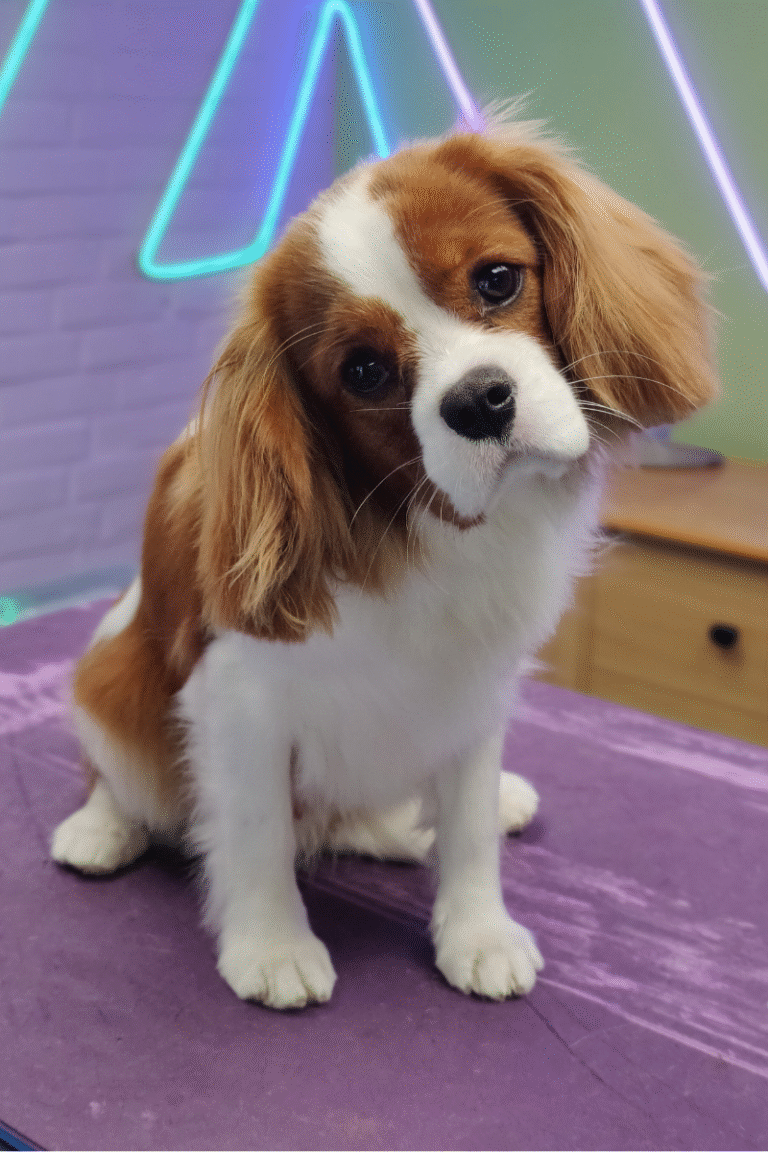 pilgren-hundesalon-spaniels (4)