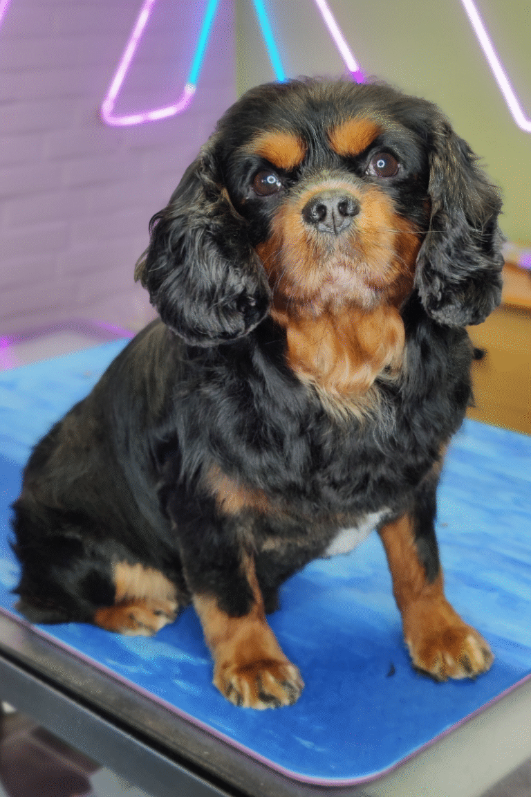 pilgren-hundesalon-spaniels (5)