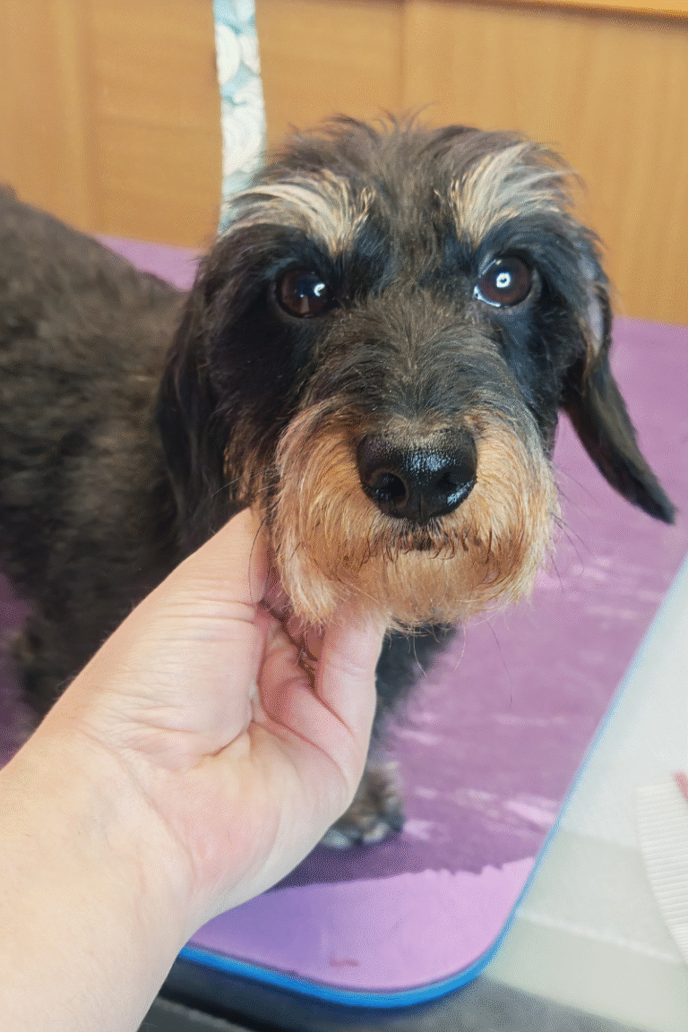 pilgren-hundesalon-trim (1)
