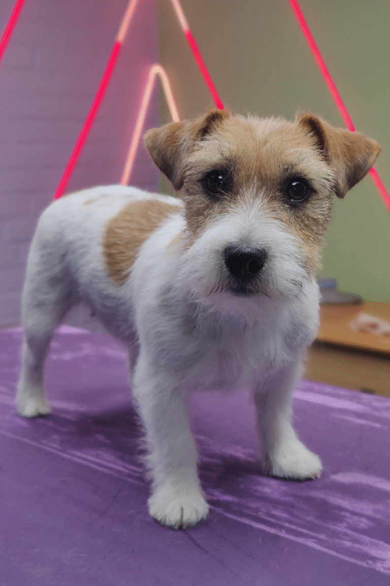 pilgren-hundesalon-trim (10)