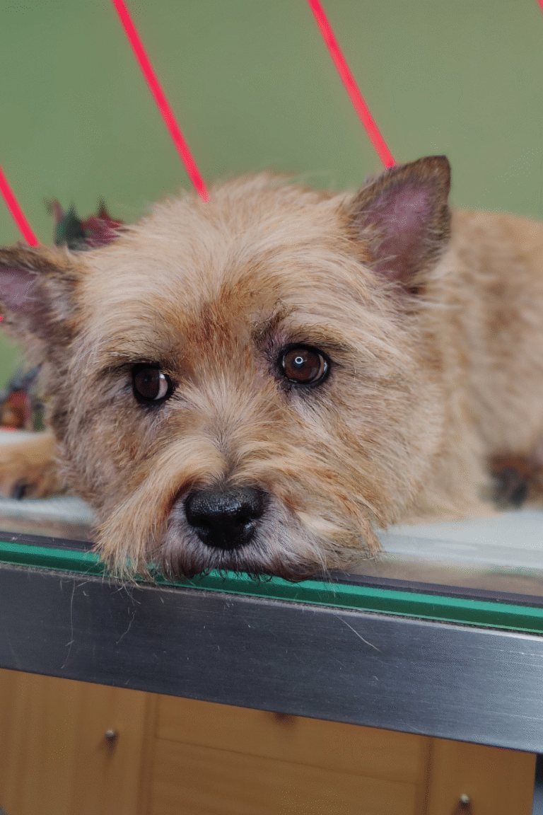 pilgren-hundesalon-trim (11)