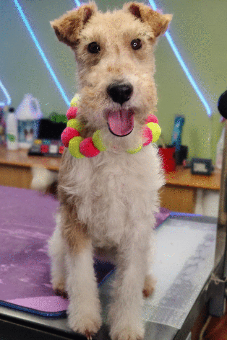 pilgren-hundesalon-trim (12)