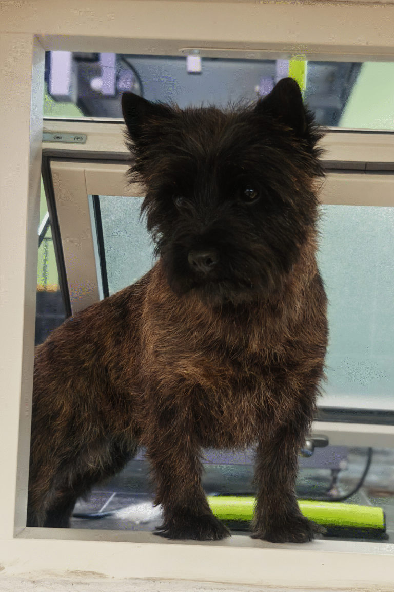 pilgren-hundesalon-trim (2)