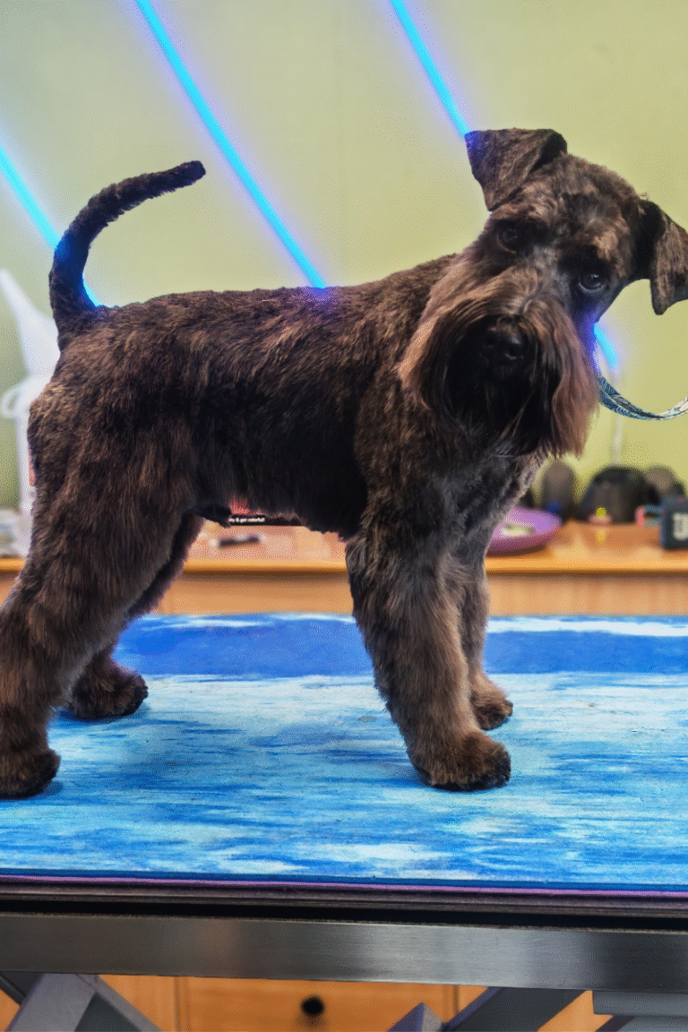 pilgren-hundesalon-trim (3)