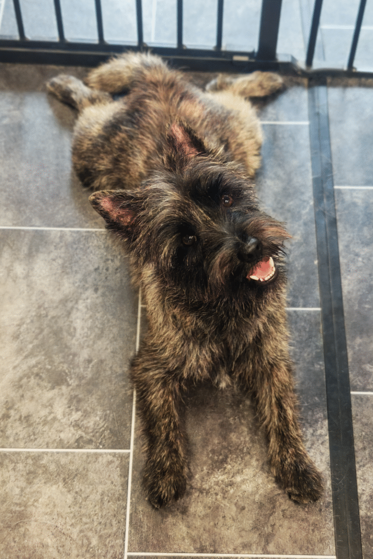 pilgren-hundesalon-trim (4)