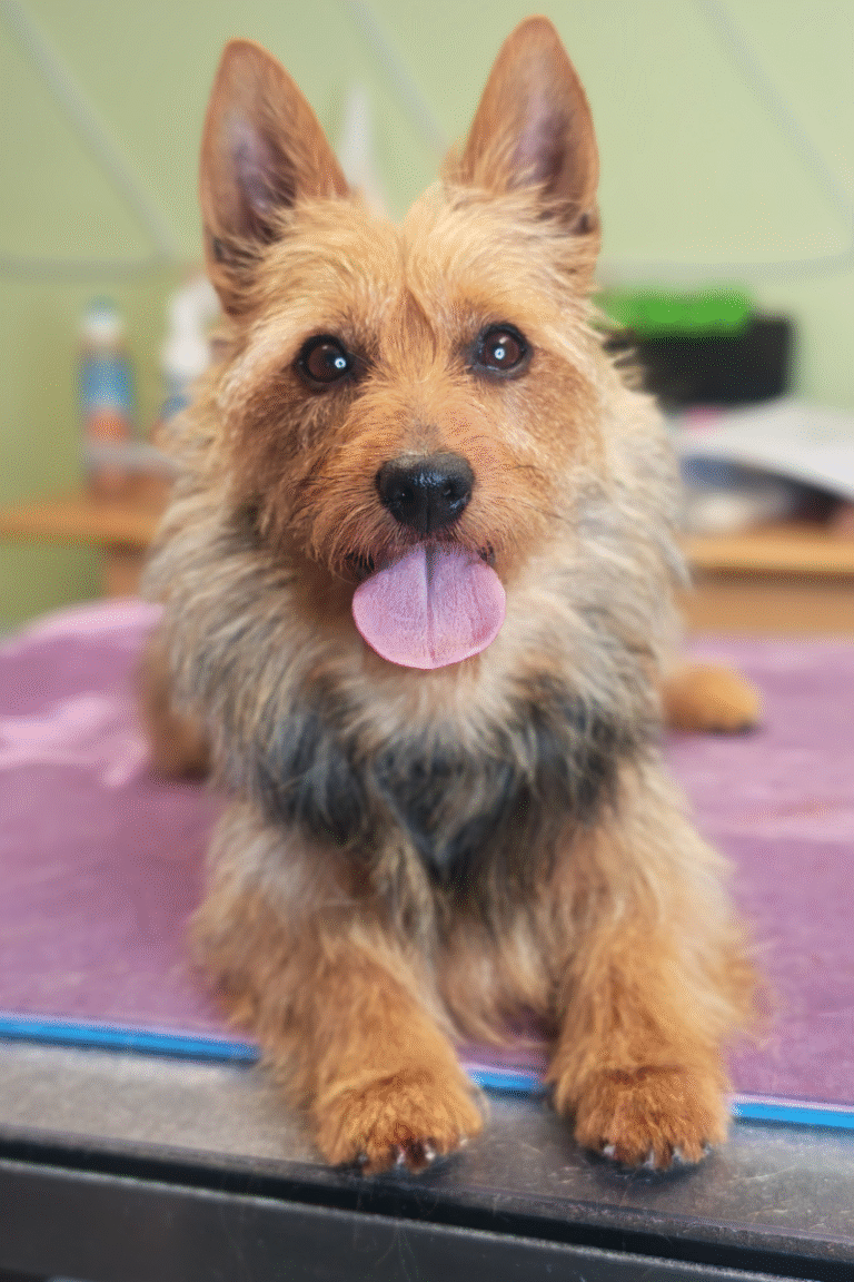 pilgren-hundesalon-trim (5)